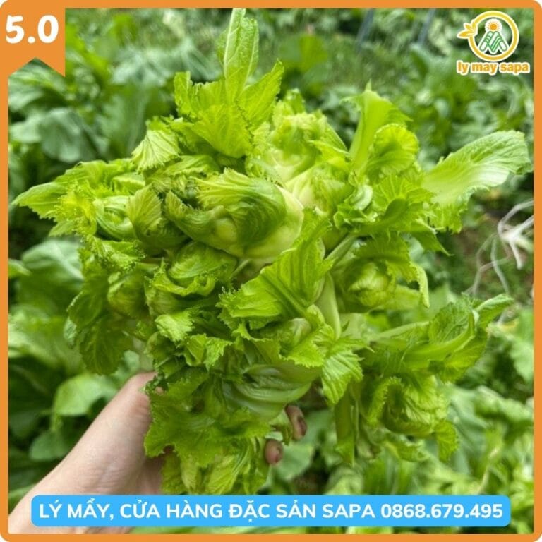 Rau mầm đá Sapa tươi ngon chính gốc vùng cao