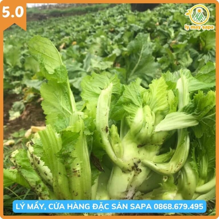 cây rau mầm đá sapa