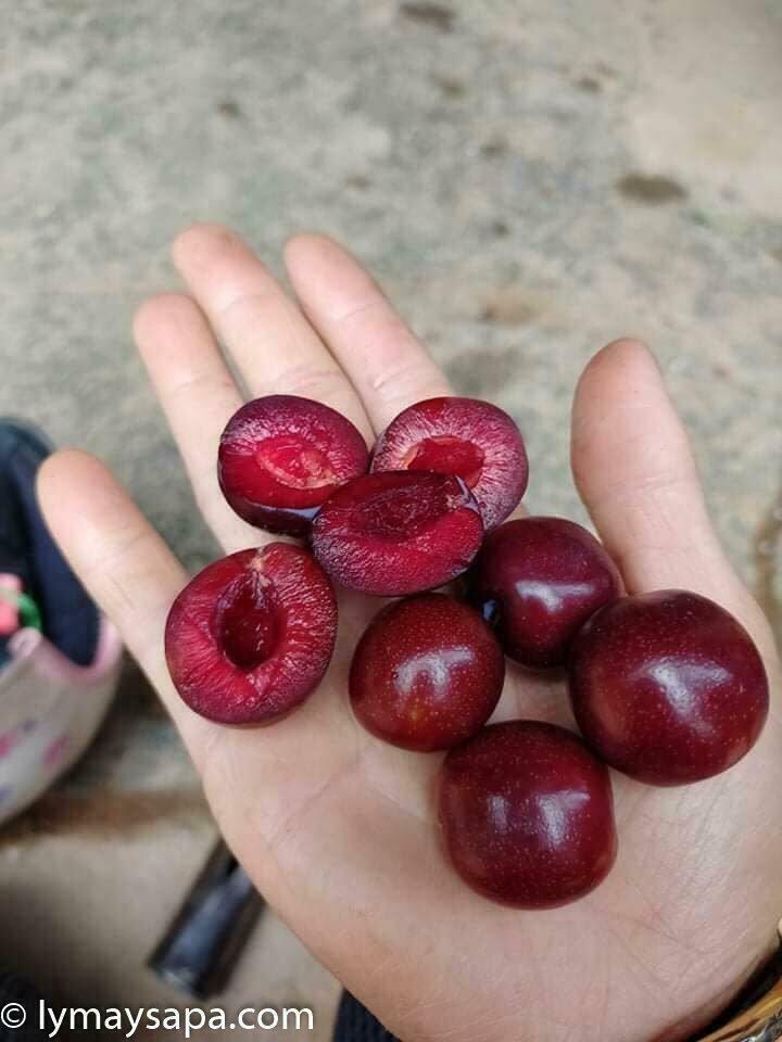 mận máu chó tả van sapa
