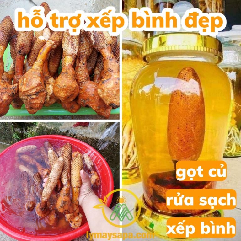 cách ngâm rượu nấm tích dương
