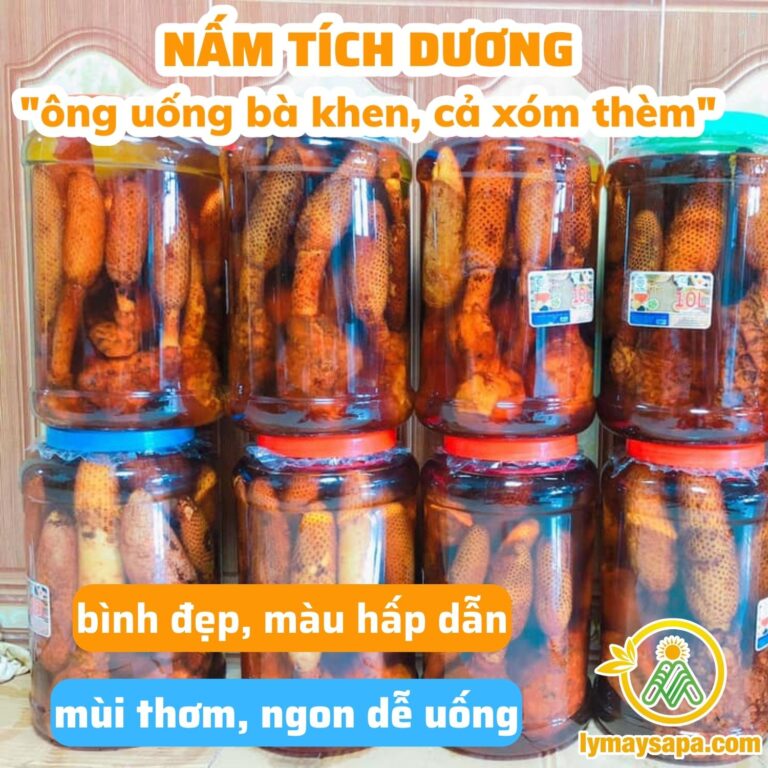 cách ngâm rượu nấm tích dương tươi