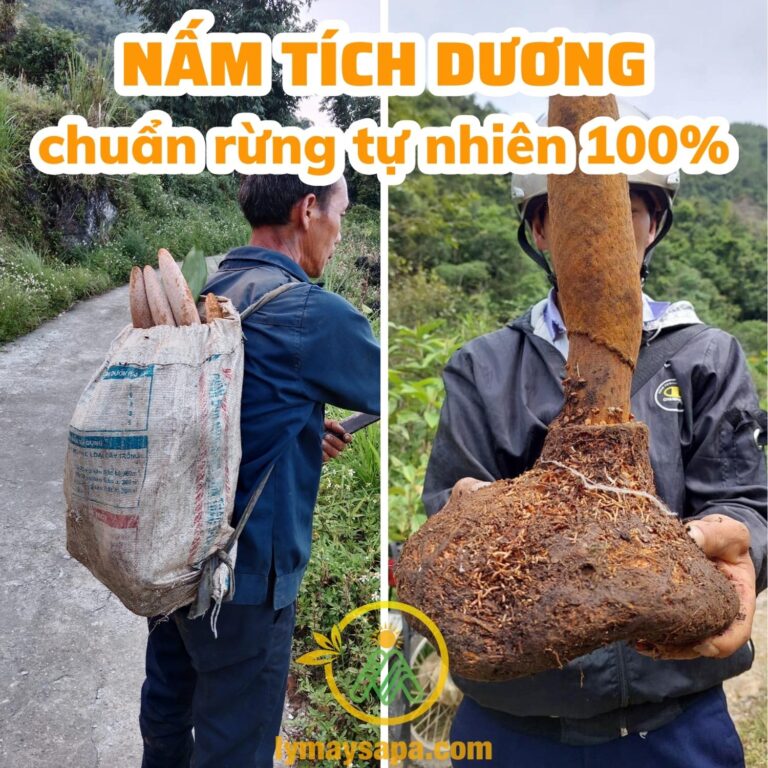 củ nấm tích dương