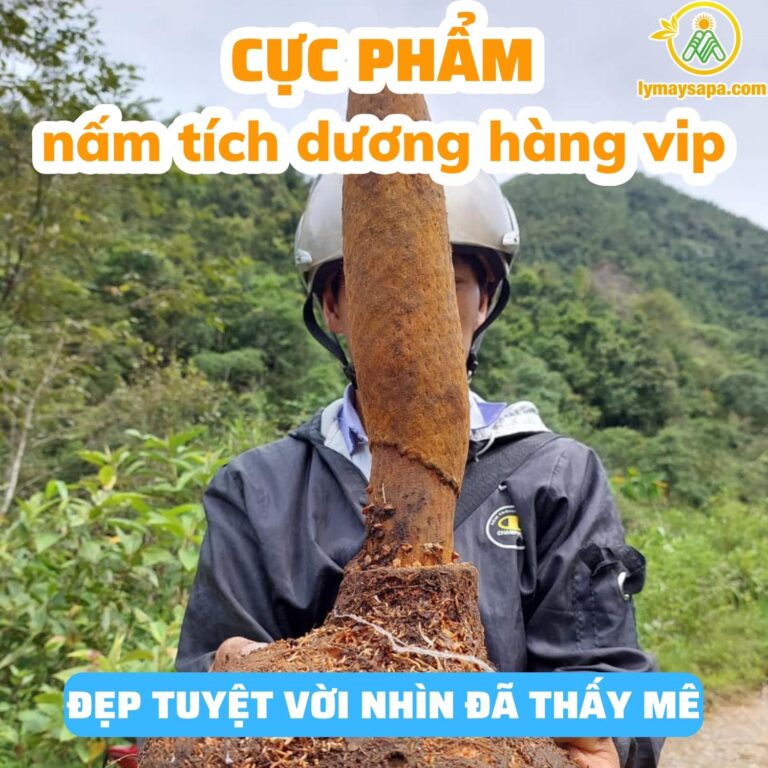 củ tích dương