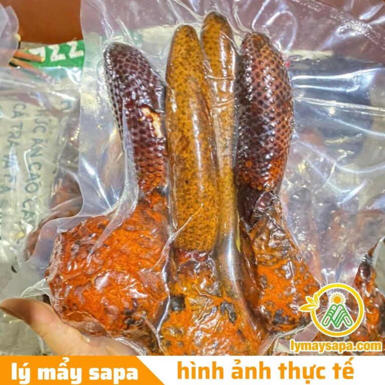 mua nấm tích dương ở đâu