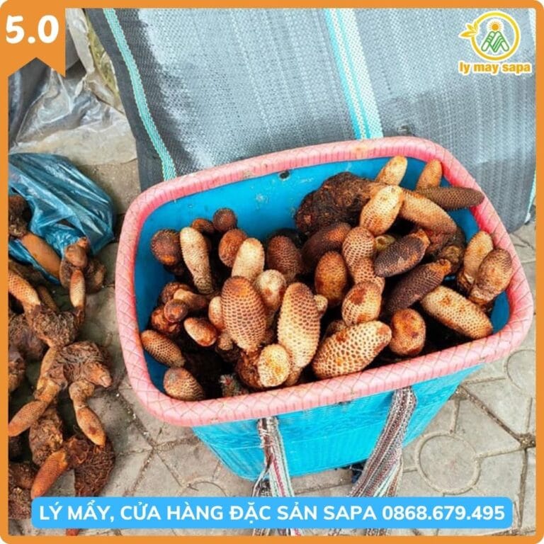nấm tích dương ngâm rượu Lý Mẩy Sapa