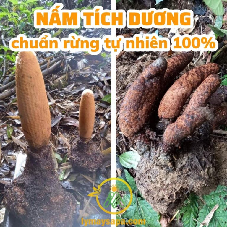 nấm tích dương rừng