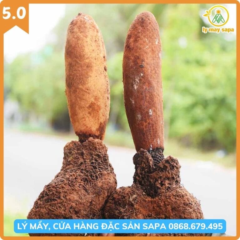 nấm tích dương rừng Tây Bắc