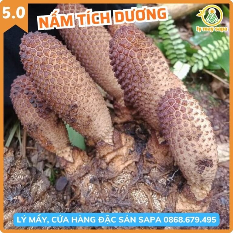 nấm tích dương tươi nguyên củ Lý Mẩy Sapa