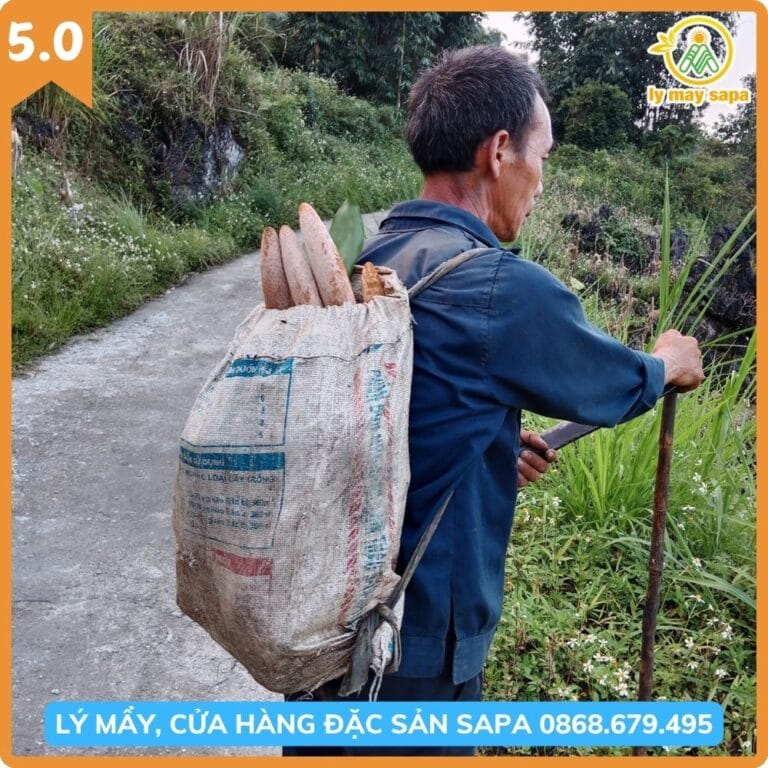 nấm tích dương tươi tự nhiên thu hái từ rừng