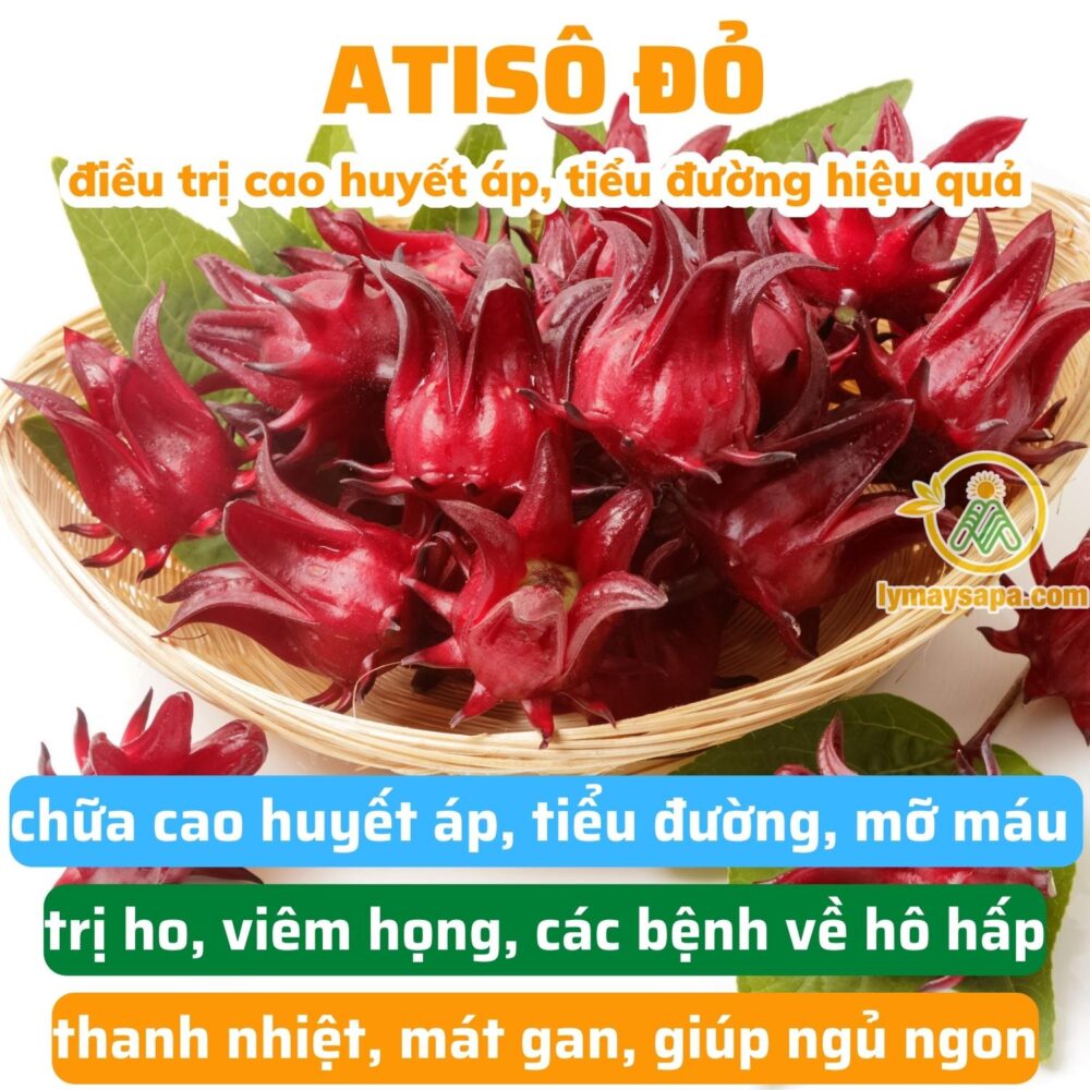 Hoa Atisô Đỏ Là Gì? Công Dụng Và Cách Dùng Đúng Chuẩn