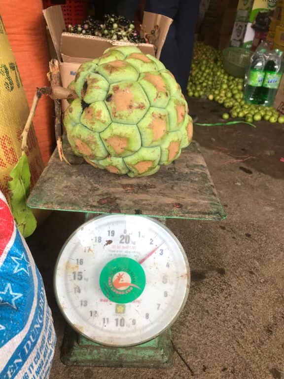 Quả na rừng khổng lồ