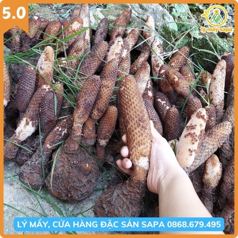 Cận cảnh nấm tích dương rừng và cấu trúc thân giàu hoạt chất”