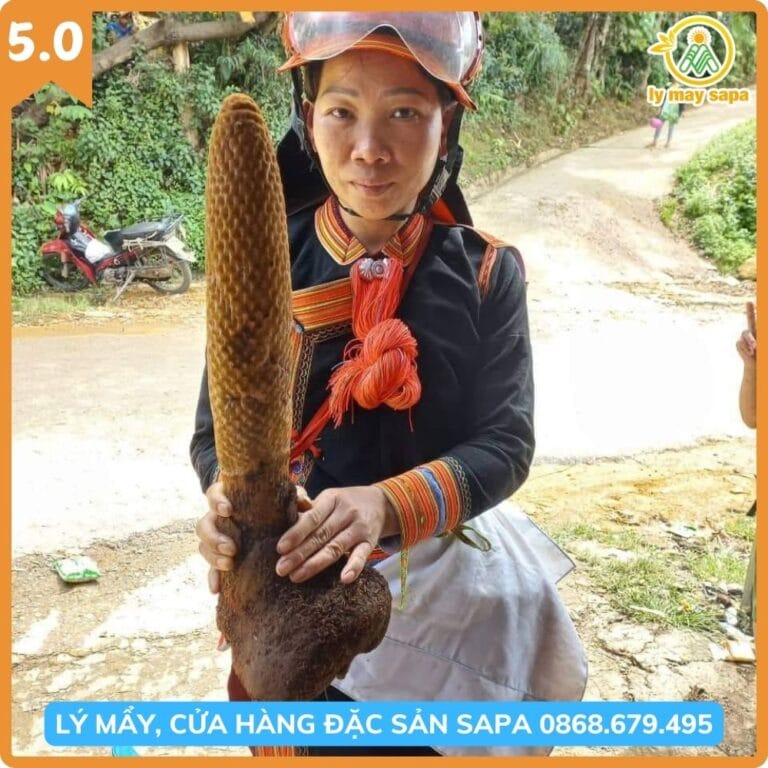 Nấm tích dương rừng Sapa – thảo dược quý tăng sinh lực và bồi bổ cơ thể