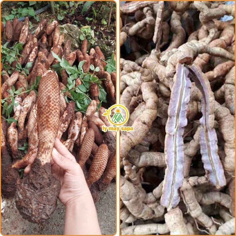 Nấm tích dương rừng Tây Bắc kết hợp ba kích ngâm rượu