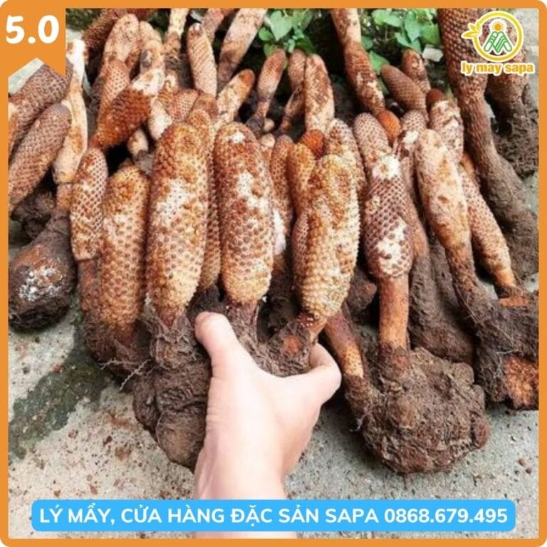 Người dùng trải nghiệm nấm tích dương rừng Sapa tăng cường sức khỏe