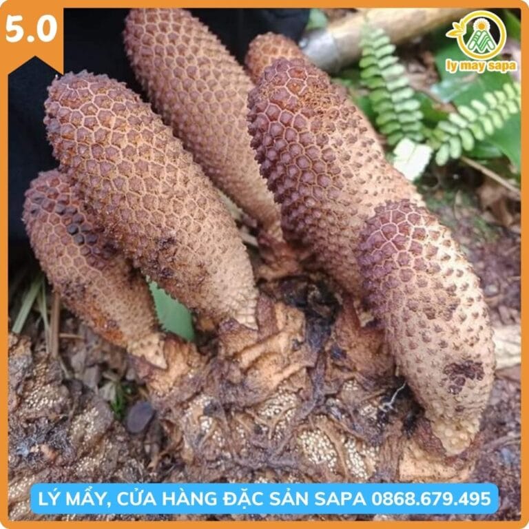 Thu hái nấm tích dương rừng Sapa trong tự nhiên