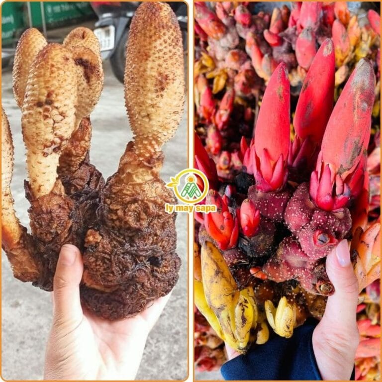 so sánh nấm tích dương và nấm ngọc cẩu đặt cạnh nhau