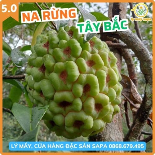 na rừng tây bắc