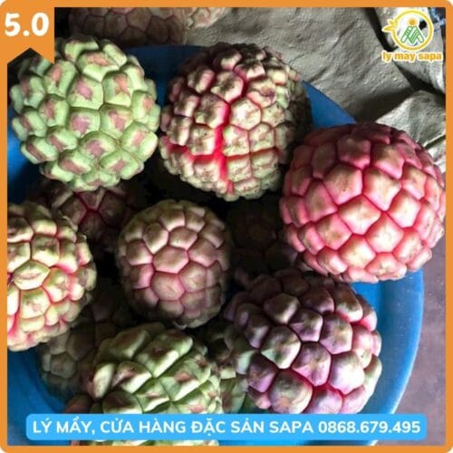 quả na rừng tây bắc chín đỏ đẹp mắt tại lý mẩy sapa