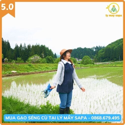 cách trồng gạo séng cù